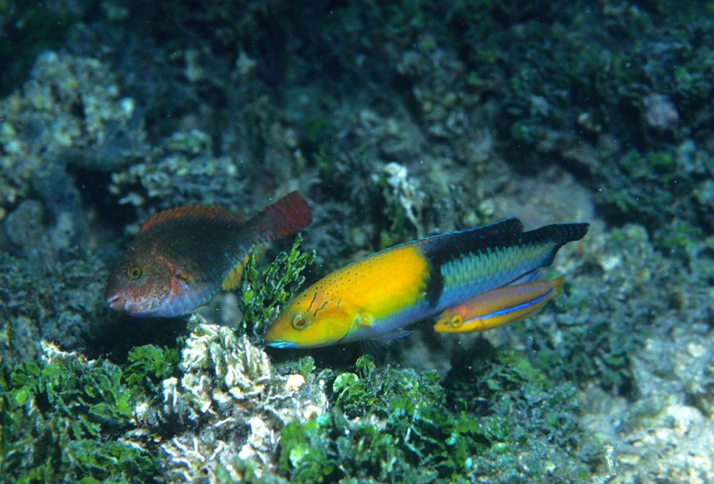 1280px-Reef1538_-_Flickr_-_NOAA_Photo_Library