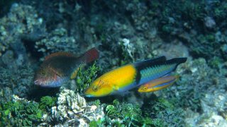 1280px-Reef1538_-_Flickr_-_NOAA_Photo_Library