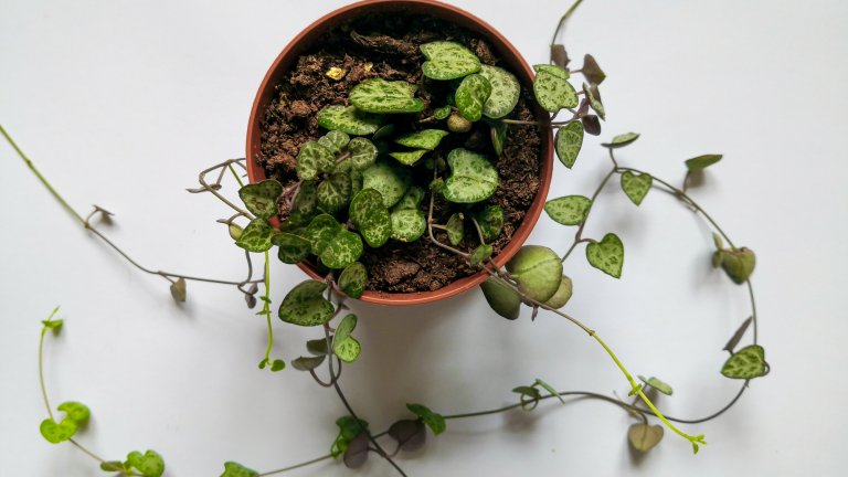 ЦеропегияВиждали сме сърцевидните листа на церопегията да се вият по фасади на къщи, което трябва да ни говори колко точно издръжливи са те. Листата на това растение са по-близо до тези на сукулентите, към които спадат и кактусите, а и са обвити в тънък слой, подобен на восък. 
Церопегията може да бъде пусната да расте на свобода и да се превърне в увивно стайно растение, но би могла да бъде подрязвана, ако стане твърде дълга. Няма нужда от поливане и се чувства най-добре, когато само бива пръскана с вода от спрей бутилка. 
Колкото до слънчевата светлина – обича я, но оцелява и без нея.