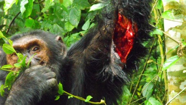 Шимпанзета убиват съперниците си, за да спечелят тяхната земя - според някои учени този епизод е първото солидно доказателство за човешко поведение