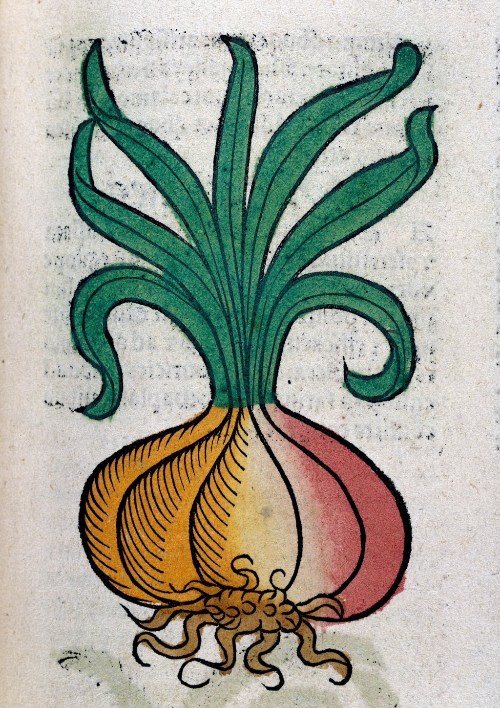 L0029214 An onion, woodcut, 1547