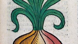 L0029214 An onion, woodcut, 1547