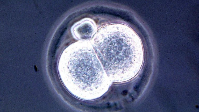 Носителите на Нобел за медицина за 2102 г. откриха, че зрели клетки могат да бъдат препрограмирани до предишен недоразвит стадий, от който да се развият в клетки от всяка тъкан на тялото