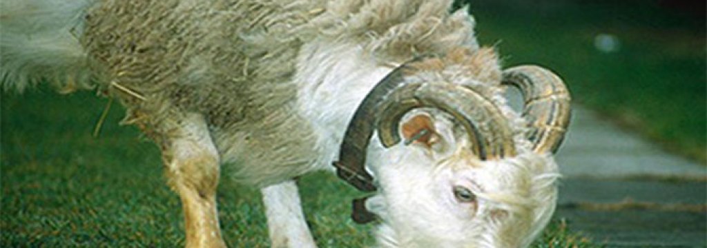 sheep goat