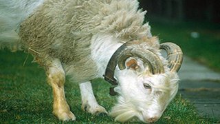 sheep goat