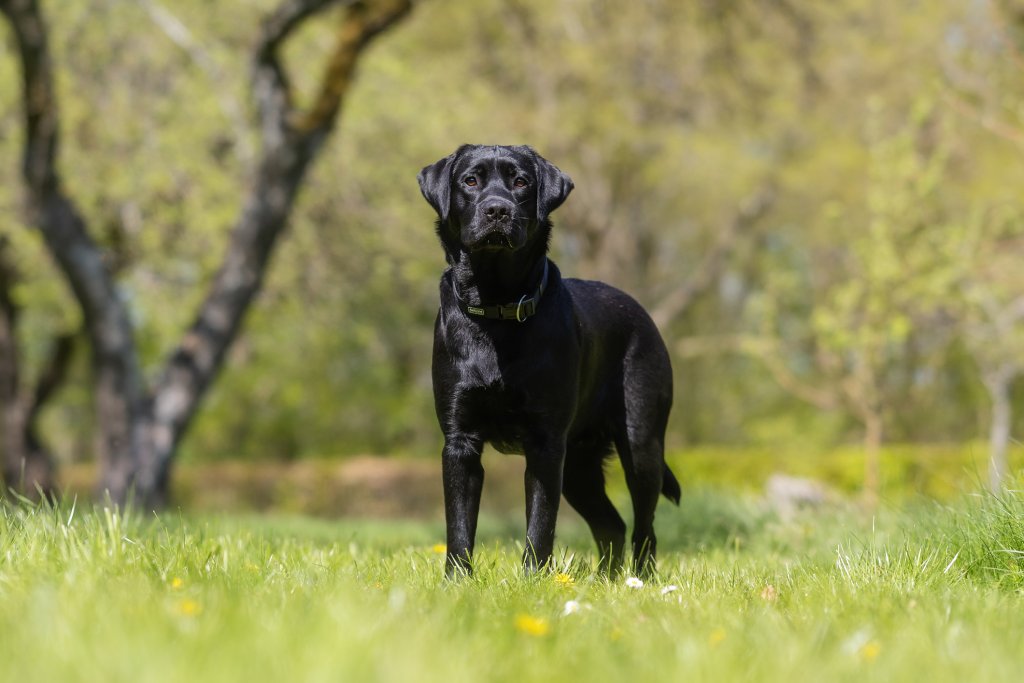 ЛабрадорЛабрадорът е олицетворението на семейно куче. Търпелив, внимателен, любвеобилен, всеотдаен – той е насреща, дори и ако децата в дома са по-непослушни. Обича дългите разходки, море, планина и гори и ще е със семейството във всички приключения.