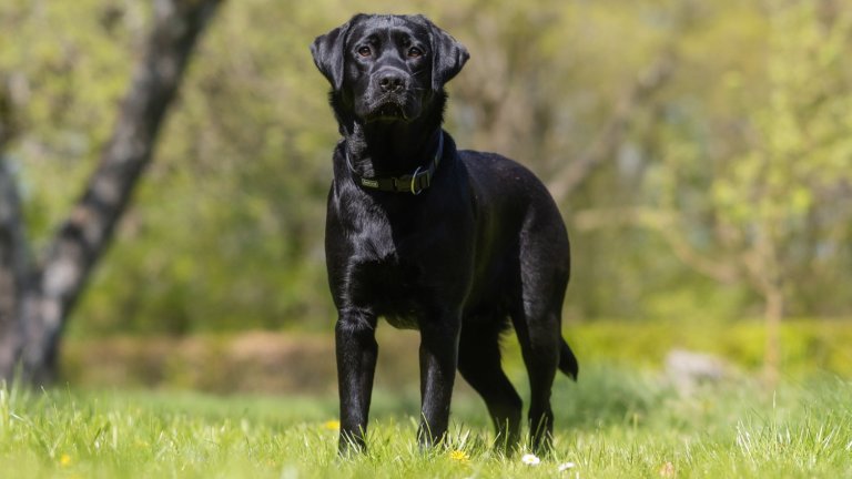ЛабрадорЛабрадорът е олицетворението на семейно куче. Търпелив, внимателен, любвеобилен, всеотдаен – той е насреща, дори и ако децата в дома са по-непослушни. Обича дългите разходки, море, планина и гори и ще е със семейството във всички приключения.