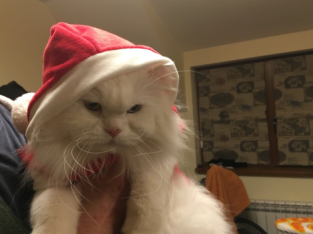 котка