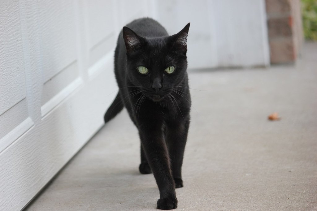 1280px-Black_Cat_(7983739954)