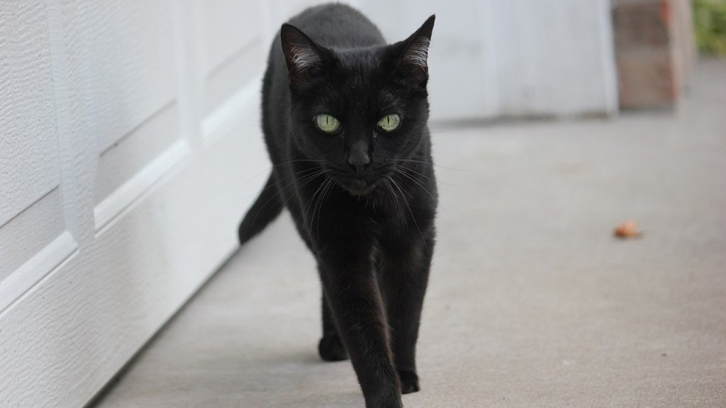 1280px-Black_Cat_(7983739954)