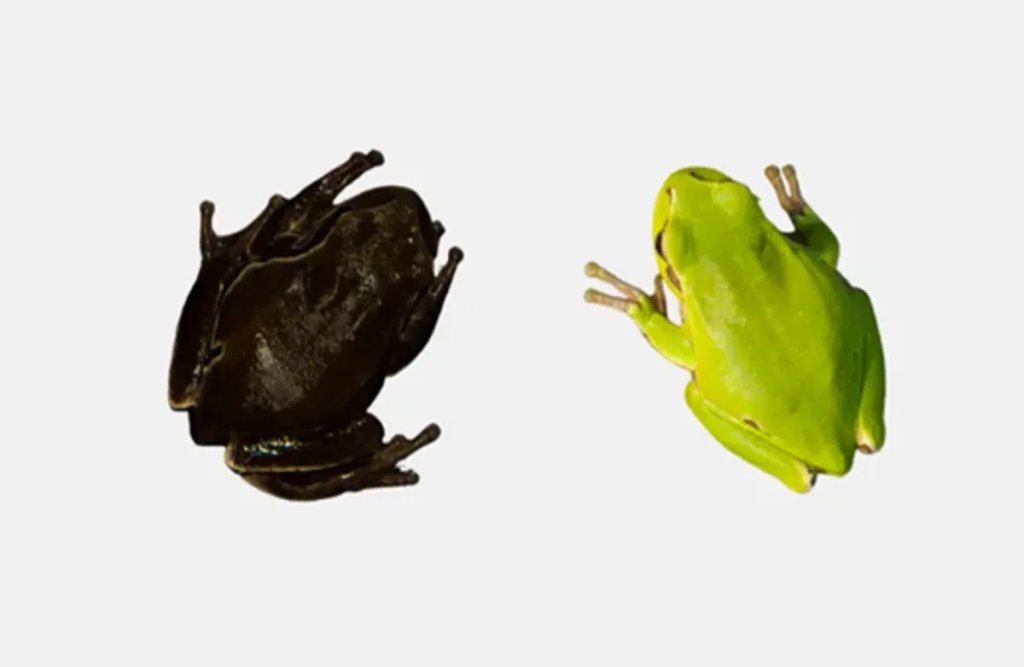 extremes-of-the-colour-gradient-of-the-eastern-san-antonio-frog-l