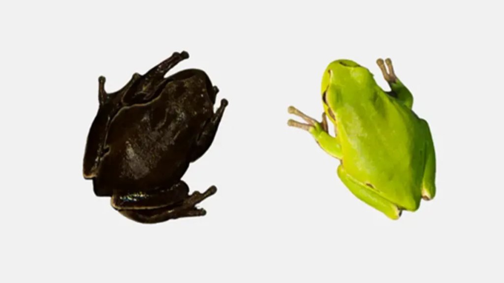 extremes-of-the-colour-gradient-of-the-eastern-san-antonio-frog-l