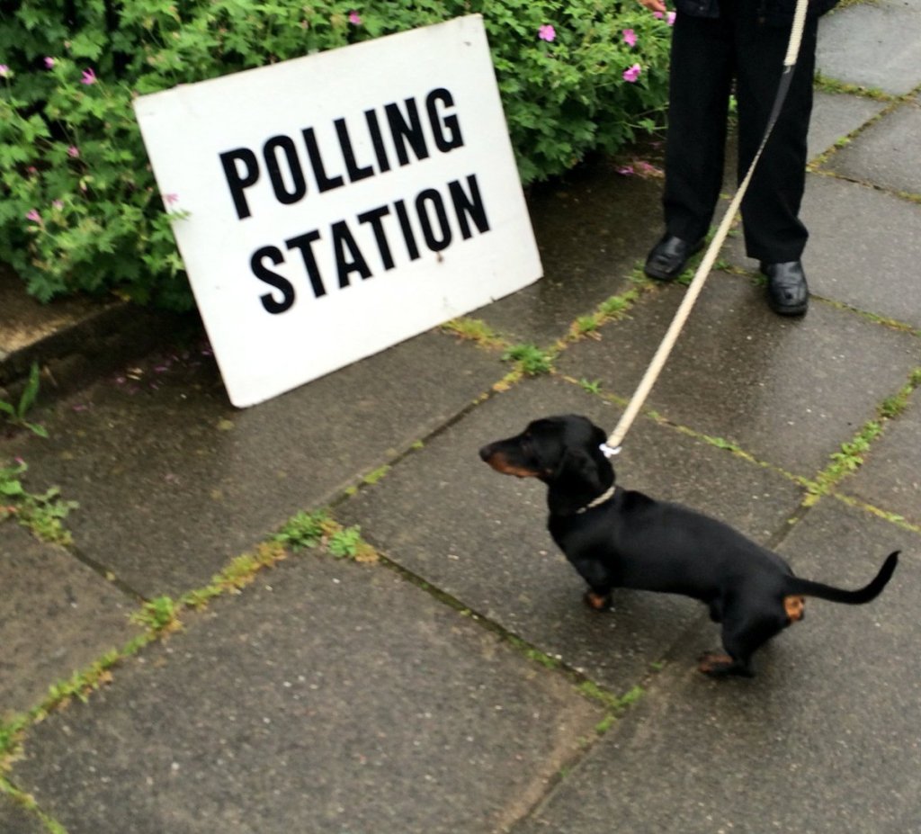 #dogsatpollingstations