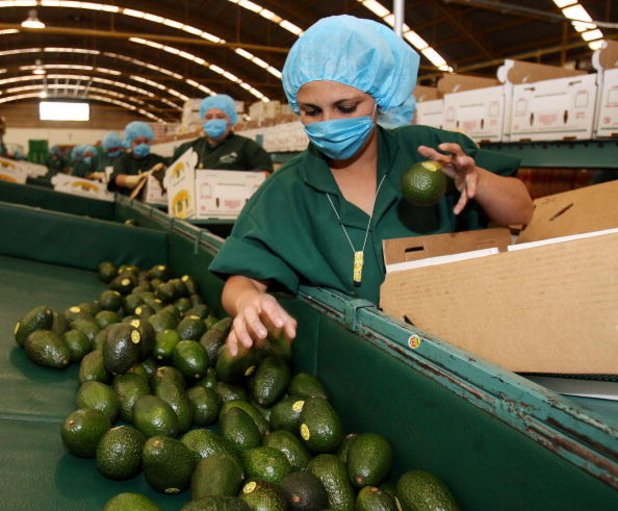 Каква е тясната връзка между авокадото и нарковойните? На снимката: работничка в комапнията за опаковане San Lorenzo в щата Мичоакан, Мексико