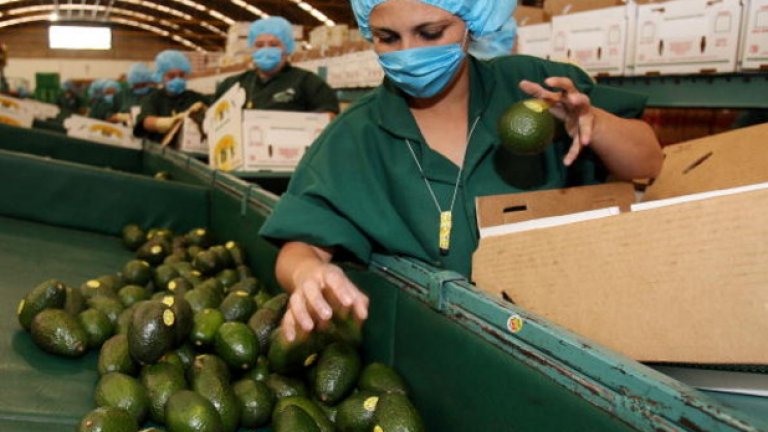 Каква е тясната връзка между авокадото и нарковойните? На снимката: работничка в комапнията за опаковане San Lorenzo в щата Мичоакан, Мексико