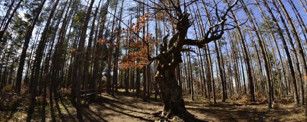 Вековното широколистно дърво е една от атракциите край Белинташ. 