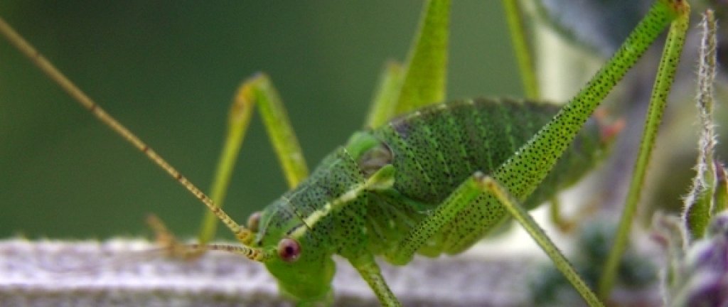 leptophyespunctatissima