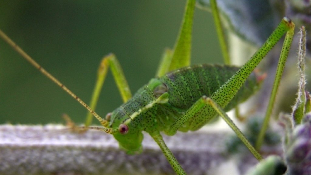leptophyespunctatissima