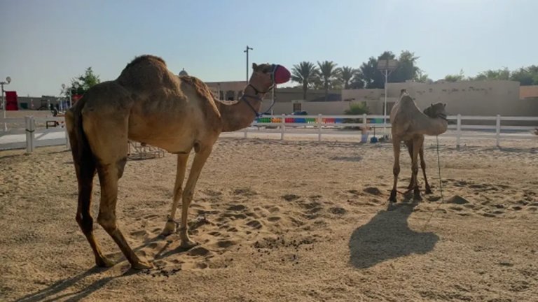 "Лъвове" в калта: Около "хотела" на англичаните в Катар все още се разхождат камили