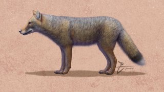 Dusicyon_avus_Wikipedia_Juandertal