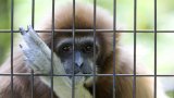 Зоопарковете за гледане, а не опазване на видове, са излишна отломка от отминало време (на снимката: един тъжен затворник)