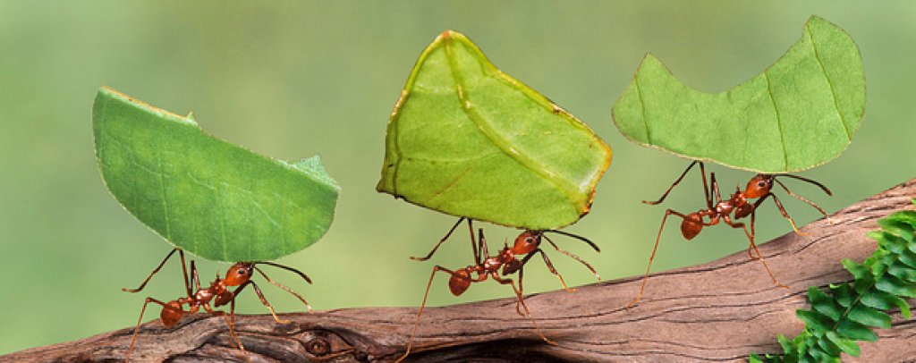Мравки
Те може да са миниатюрни, но не се опитвайте да бъдете много самоуверени, когато се натъкнете на "армия" от мравки. Нужни са хиляди, но всяка година те убиват повече хора от акулите.