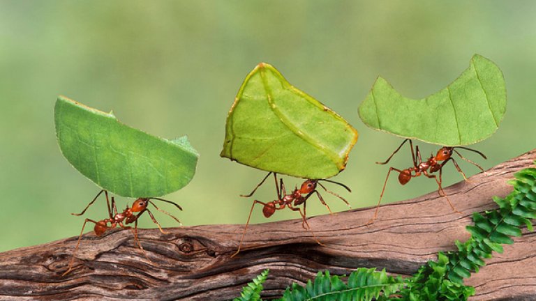 Мравки
Те може да са миниатюрни, но не се опитвайте да бъдете много самоуверени, когато се натъкнете на "армия" от мравки. Нужни са хиляди, но всяка година те убиват повече хора от акулите.