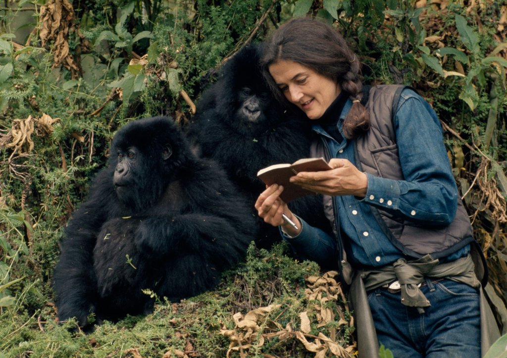 National Geographic_DianFossey_SecretsInTheMist (1)