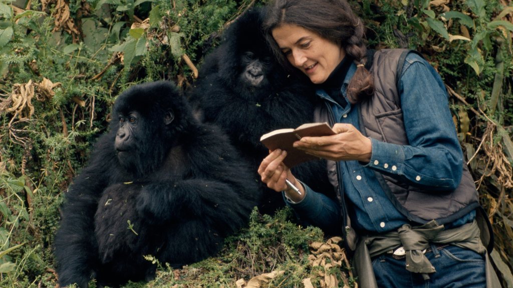 National Geographic_DianFossey_SecretsInTheMist (1)
