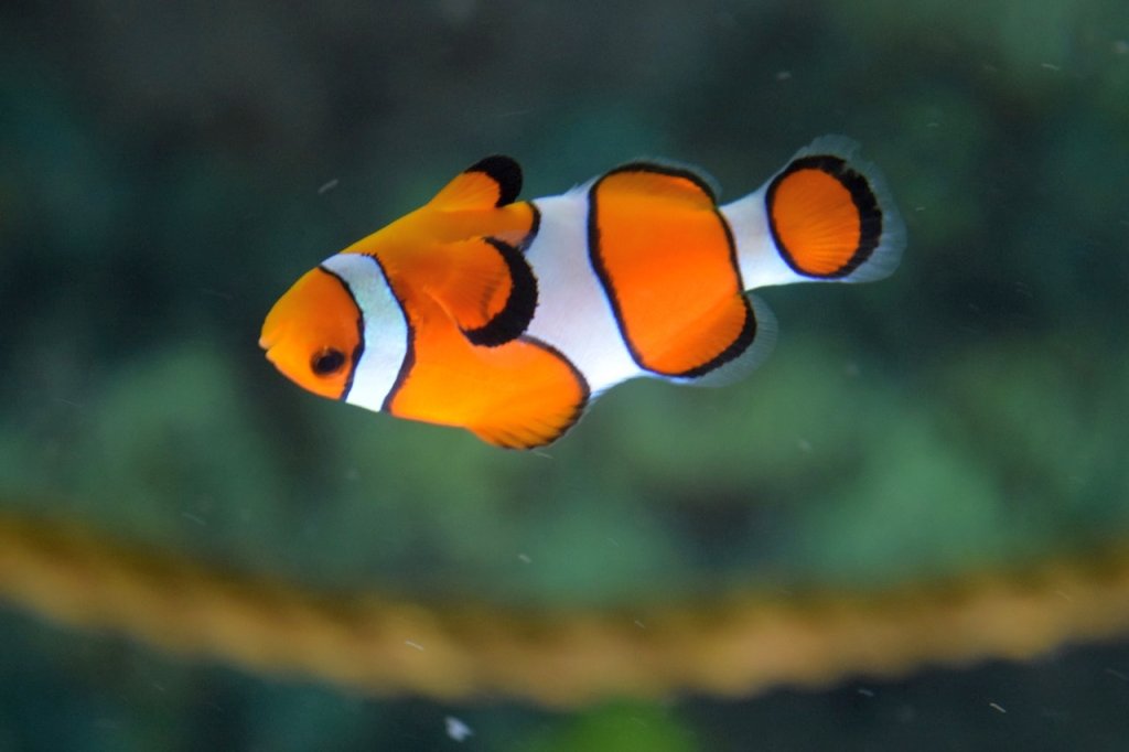 clown-fish-swimming-128756