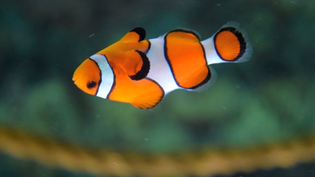 clown-fish-swimming-128756