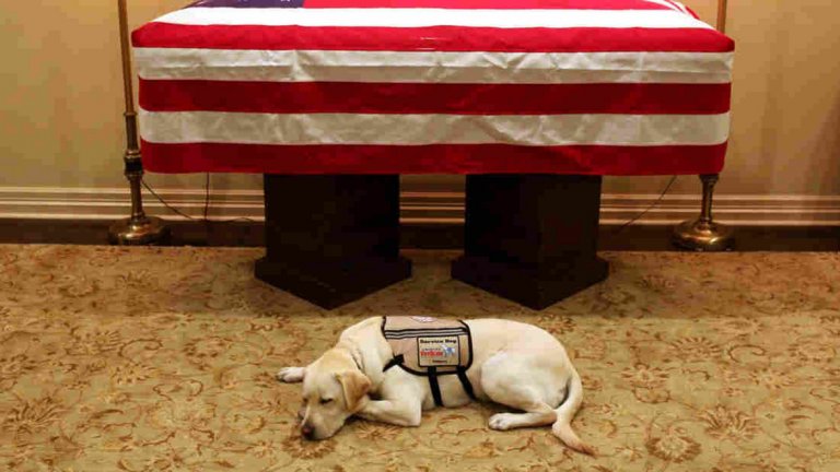 Кучето ще придружи тленните останки на Джордж Буш до Вашингтон, където ще се проведат церемонии за отдаване на почит в продължение на няколко дни