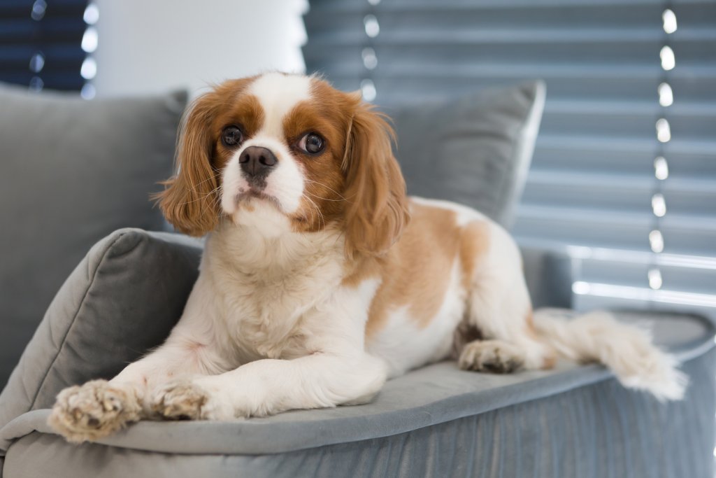 Кавалер Кинг Чарлз шпаньолПородата е надарена с невероятна издръжливост, кротост и талант за съобразяване с околните. Шпаньолът се радва на тишината и спокойствието, но и се адаптира бързо към шумна и хаотична среда и не ѝ обръща особено внимание. Идеален е за отглеждане дори и в апартамент.