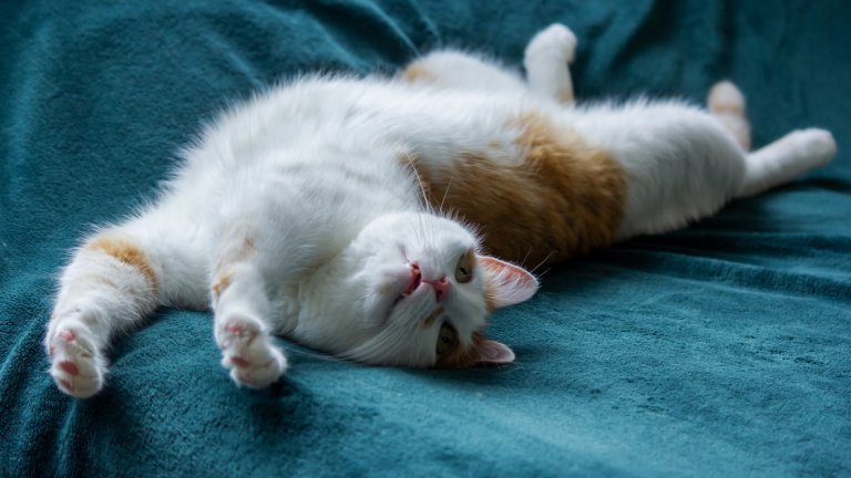 Котките имат изключително гъвкъв гръбнак.