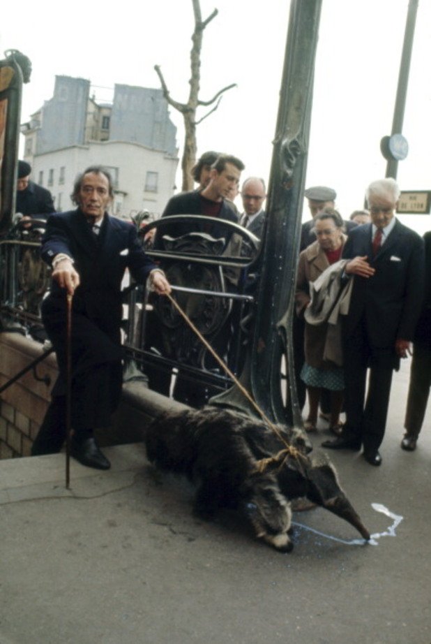 Ексцентричният художник разхожда марвояда си из Париж. Според него, животното символизира сюрреализма, затова през 1969 година го придружава от Барселона до френската столица