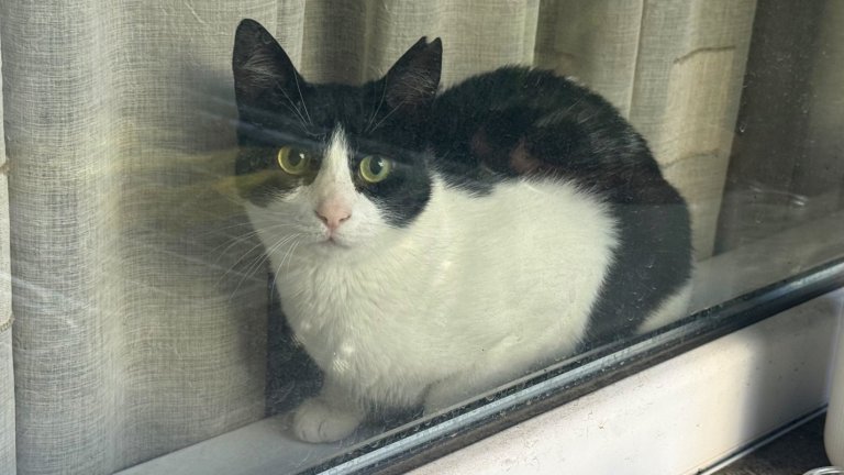 Котката-беглец