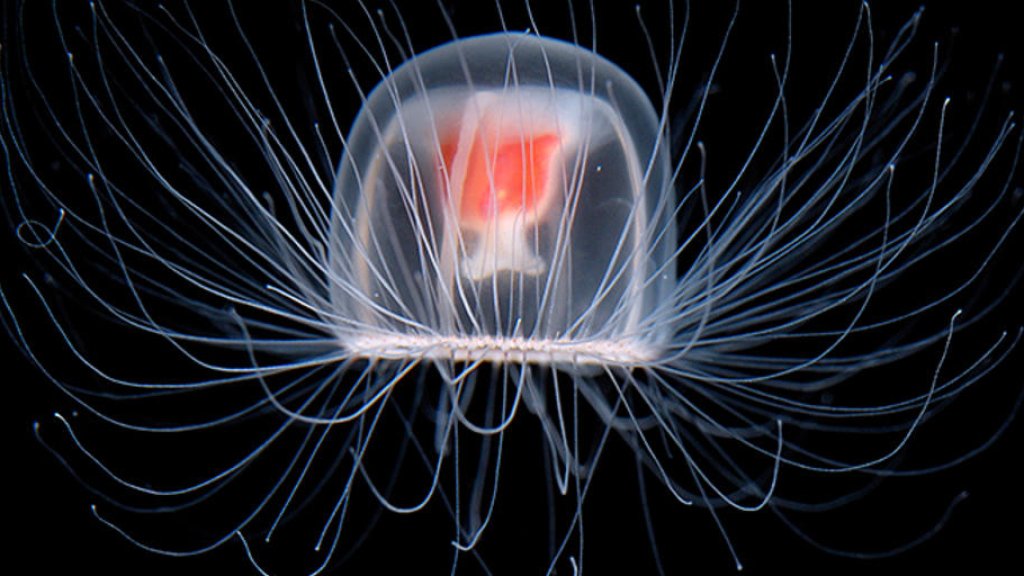 immortal-jellyfish-flip_twittershare_1024
