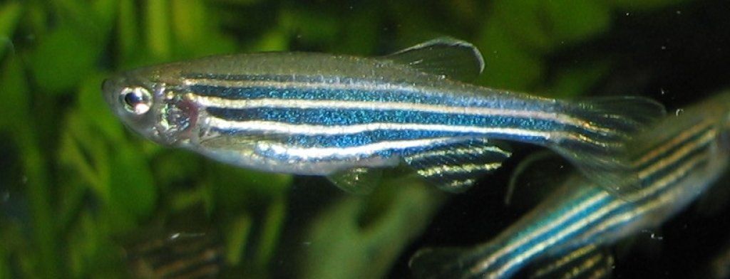 Zebrafisch