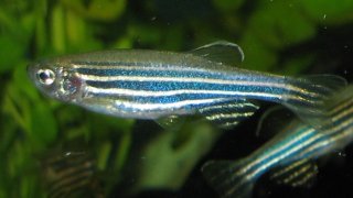 Zebrafisch