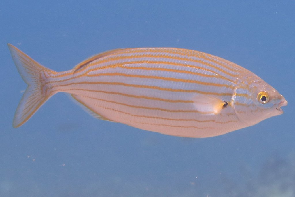 1280px-Sarpa_salpa;_Goldline_(cropped)