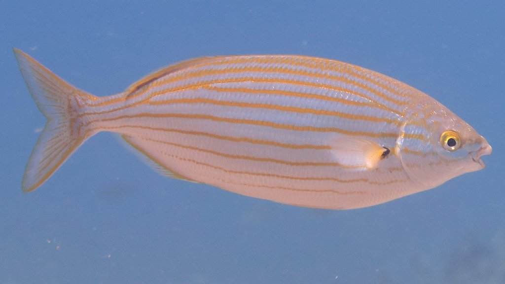 1280px-Sarpa_salpa;_Goldline_(cropped)