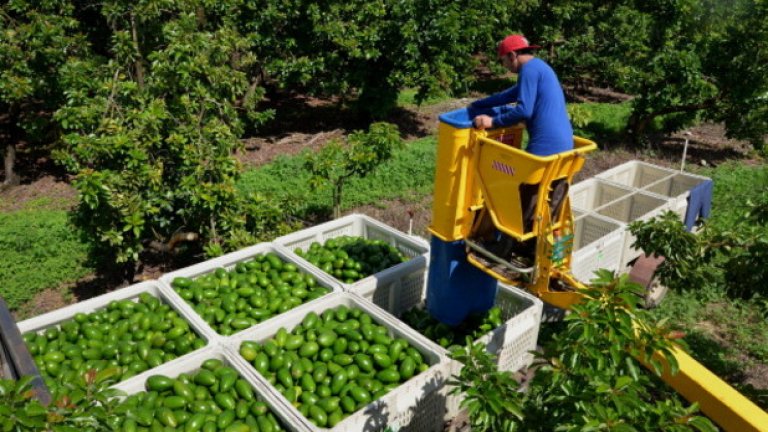 Производство на авокадо във Флорида, Калифорния