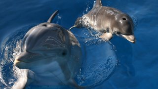 делфин, делфини