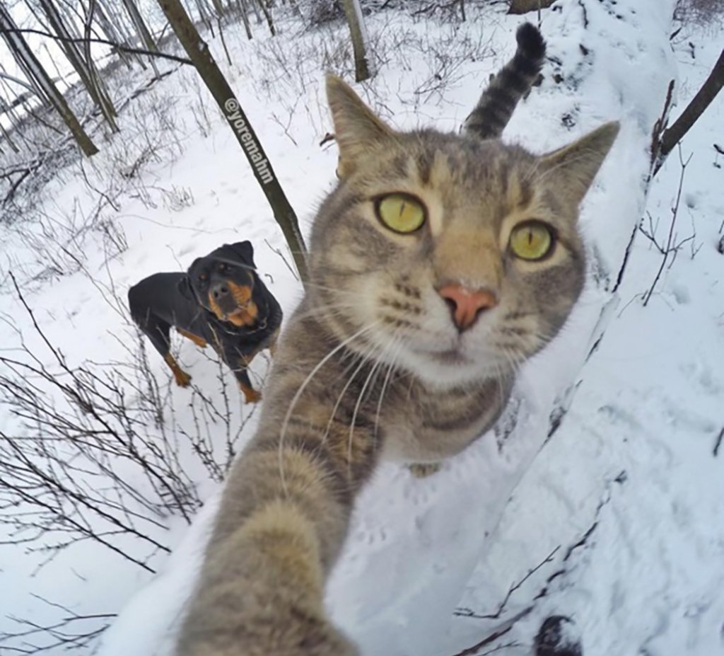 Селфи с котката Мани