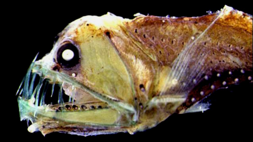 Messina_Straits_Chauliodus_sloani