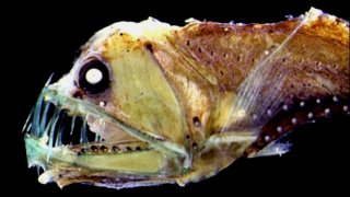 Messina_Straits_Chauliodus_sloani