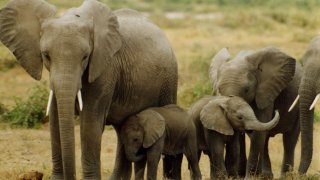 elephants_Peter Knights