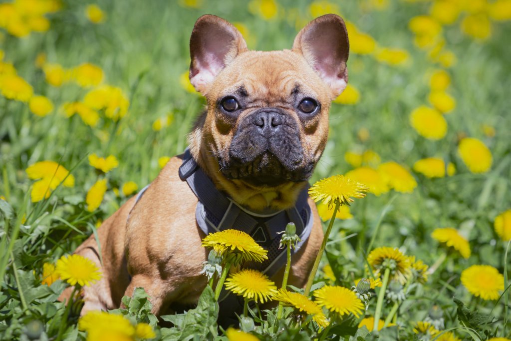 Френски булдогВ случая с френския булдог физиономията не лъже – тази стоическа муцуна си върви със също толкова стоически характер. Породата издържа на мачкане, галене, вилнеене наоколо, шумове, силна музика. Ако е изморен, булдогът ще заспи и сред най-големия хаос.