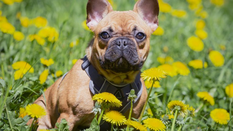Френски булдогВ случая с френския булдог физиономията не лъже – тази стоическа муцуна си върви със също толкова стоически характер. Породата издържа на мачкане, галене, вилнеене наоколо, шумове, силна музика. Ако е изморен, булдогът ще заспи и сред най-големия хаос.