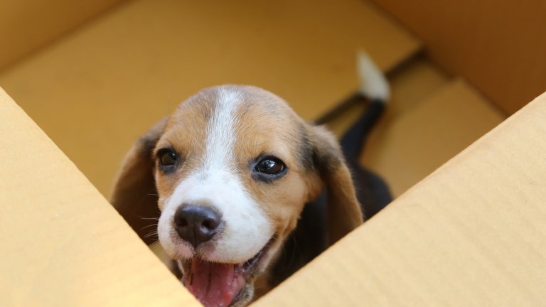 Мъртви кученца и котета, опасност от болести и твърде жестоко отношение